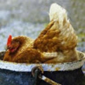 Meet your Posher, Rhonda